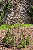 BAMBOO PYRAMID SUPPORTING LATHYRUS, SWEET PEAS