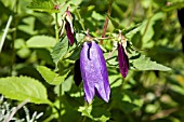 CAMPANULA SARASTRO