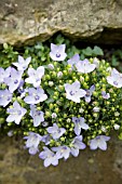 CAMPANULA FRAGILIS