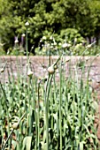 GIANT GARLIC