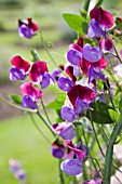 LATHYRUS, SWEET PEAS