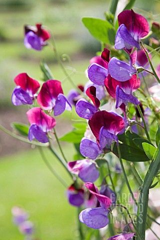 LATHYRUS_SWEET_PEAS