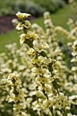 SISYRINCHIUM STRIATUM