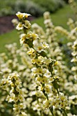 SISYRINCHIUM STRIATUM