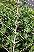 CANE PYRAMID SUPPORTING  PEAS