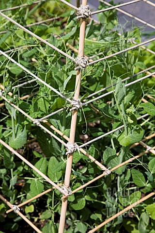 CANE_PYRAMID_SUPPORTING__PEAS