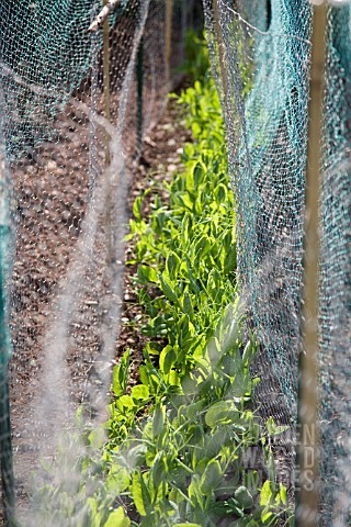 WIRE_MESH_COVERING_PEAS