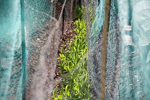 WIRE_MESH_COVERING_PEAS