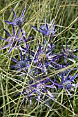 ERYNGIUM BOURGATII, SEA HOLLY