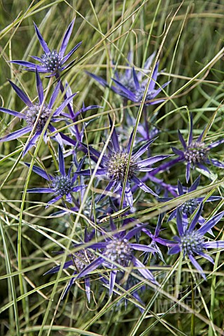 ERYNGIUM_BOURGATII_SEA_HOLLY