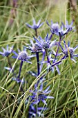 ERYNGIUM BOURGATII, SEA HOLLY