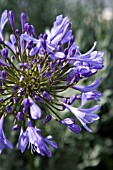 BLUE AGAPANTHUS