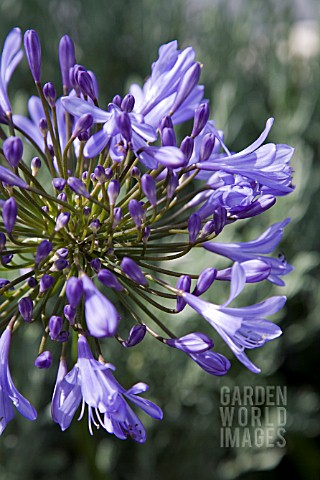 BLUE_AGAPANTHUS