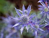 ERYNGIUM BOURGATII