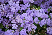 AGERATUM LEILANI