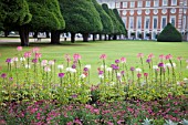 CLEOME AT HAMPTON COURT PALACE