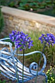 IRON BENCH AND BLUE AGAPANTHUS IN THE DORSET WATER LILY GARDEN, HAMPTON COURT PALACE FLOWER SHOW 2008, DESIGNED BY CLAUDIA DE YONG