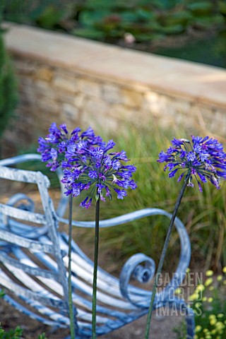 IRON_BENCH_AND_BLUE_AGAPANTHUS_IN_THE_DORSET_WATER_LILY_GARDEN_HAMPTON_COURT_PALACE_FLOWER_SHOW_2008