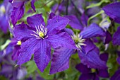 CLEMATIS RHAPSODY