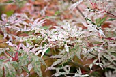 ACER PALMATUM UKIGUMO