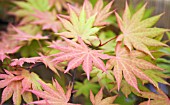 ACER SHIRASAWANUM