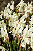 ROSCOEA CAUTLEOIDES, GRANDIFLORA