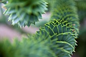 ARAUCARIA ARAUCANA