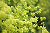 ALCHEMILLA MOLLIS