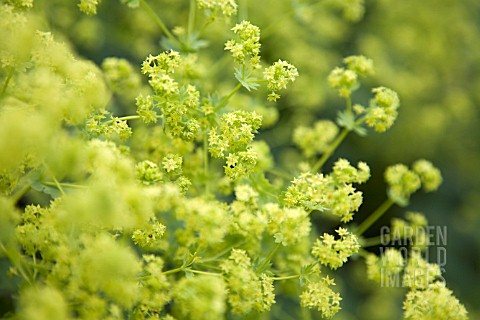 ALCHEMILLA_MOLLIS