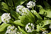 ALLIUM URSINUM