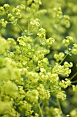 ALCHEMILLA MOLLIS