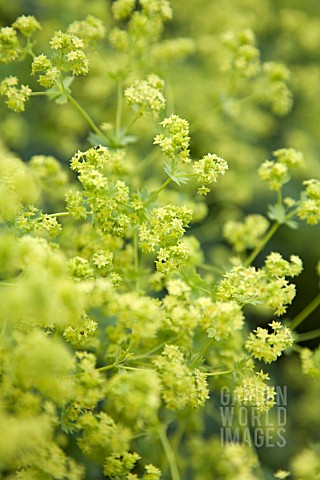 ALCHEMILLA_MOLLIS