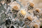 CENTAUREA CLEMENTEI