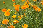 ESCHSCHOLZIA CALIFORNICA