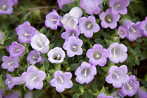 CAMPANULA_EPHESIA