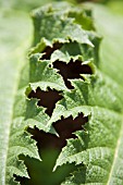 GUNNERA MANICATA