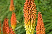 KNIPHOFIA NORTHIAE