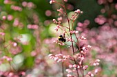 HEUCHERA RACHEL