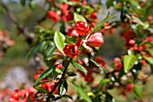 CHAENOMELES SPECIOSA