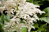 RODGERSIA PODOPHYLLA