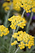 HELICHRYSUM ORIENTALE