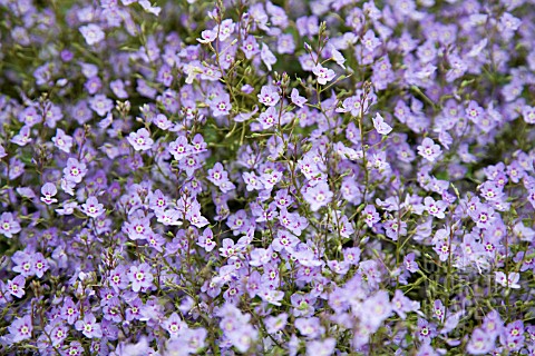 PARAHEBE_CATARRACTAE