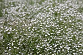 GYPSOPHILA PANICULATA