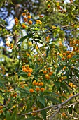 BUDDLEJA GLOBOSA