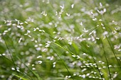 MELICA UNIFLORA