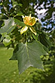 LIRIODENDRON TULIPIFERA