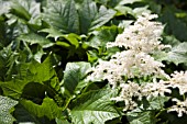 RODGERSIA PODOPHYLLA