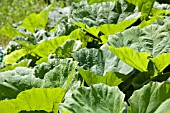 GUNNERA MANICATA