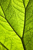 GUNNERA MANICATA