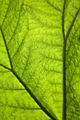 GUNNERA MANICATA